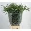 product/img.floraplaza.nl/EUC._NICOLII-LIVE_fotos-0x2AC4E825B1E3D567C39CA9120CBA3D7C74E42F15.jpg