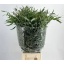 product/img.floraplaza.nl/EUC._NICOLII-LIVE_fotos-0x46F098C2179F10E967C352022EE8D904BE1F1C0C.jpg