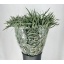 product/img.floraplaza.nl/EUC._NICOLII-LIVE_fotos-0xDE9E04534ACAD27AF0B1B17D93A5E72DC6FF1D07.jpg