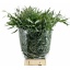 product/img.floraplaza.nl/EUC._NICOLII-LIVE_fotos-0xE86ED526513F95D8B9F85E00A66195E0F09D4212.jpg