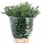 product/img.floraplaza.nl/EUC._PARVIFOLIA_300GR-LIVE_fotos-0xA1CF39861C59767AB7C99B9CFA3A5C62C6DDC805.jpg