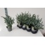 product/img.floraplaza.nl/EUC14GUN-LIVE_fotos-0xD850B5960F0EC11B09AB221D7681B5A995E80862.jpg
