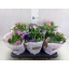 product/img.floraplaza.nl/EUST12-LIVE_fotos-0xDFDB3C56116CDEA66CF65077CEEE9149DD0D06F1.jpg