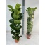 product/img.floraplaza.nl/FIC21LY-LIVE_fotos-0x8EEA61ADE5F4AF888DD98D98B94477E5FC32437F.jpg