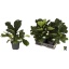 product/img.floraplaza.nl/FIC21LY-LIVE_fotos-0xA7DBA698A3CFBB499D4361AE0248AFFCEF617A60.jpg