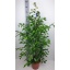 product/img.floraplaza.nl/FIC27EX-LIVE_fotos-0x4EAD32E95D224F87E243C6051E24DB907FFC025D.jpg