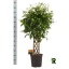 product/img.floraplaza.nl/FIC27EX-LIVE_fotos-0x956979400549F1D02616903E584B00D5CD556075.jpg