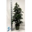 product/img.floraplaza.nl/FICBEN27DAN-LIVE_fotos-0xA16354B5600ACCF449C8A090C961AFEA8C36CF60.jpg
