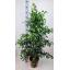 product/img.floraplaza.nl/FICBEN27DAN-LIVE_fotos-0xC4A2234DA16A688D669C85AB5A1FEE94276FB4E8.jpg