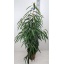 product/img.floraplaza.nl/FICBINA27-LIVE_fotos-0x5DC3DF0410DA3EEF98606B112968ACFEDBC8EE1E.jpg