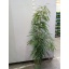 product/img.floraplaza.nl/FICBINA27-LIVE_fotos-0xB6448B90DD02D970B8ED1433B557F56A57F8567F.jpg