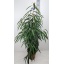 product/img.floraplaza.nl/FICBINA27-LIVE_fotos-0xF181F54ED4E3A6DB698BC65CAD02309B8D1EA449.jpg