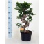 product/img.floraplaza.nl/FICGIN23-LIVE_fotos-0xAC0790529817FC52B03D0C67F64263F2FA7B3DCA.jpg