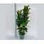 product/img.floraplaza.nl/FICROB30-LIVE_fotos-0xCAD886A17F8C46045235CE37E90F119AC6DA5F49.jpg