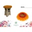 product/img.floraplaza.nl/GERMPOMBON-LIVE_fotos-0x6BBE7E93AFC3B72EC9B5E82D9FCF2B0E9E143C3C.jpg