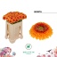 product/img.floraplaza.nl/GERMPOMBON-LIVE_fotos-0xFAD075AE3E22F1D3EB2069E05EA4F392AC65C88D.jpg