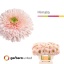 product/img.floraplaza.nl/GERTERHIM-LIVE_fotos-0xC7E9C7E3336B736D21D345A3A1EC106FB6ECA993.jpg