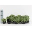 product/img.floraplaza.nl/GLE10-LIVE_fotos-0xBD5A4BF59C4D5B40D05D3B402679A45E8D33875B.jpg