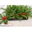 product/img.floraplaza.nl/GUZ9BLI-LIVE_fotos-0x0BA924B53645C7A1C8B386ACD565441ABEDB6BFB.jpg