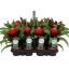 product/img.floraplaza.nl/GUZ9PRI-LIVE_fotos-0x20BB22C69812948E093078B7B5C37FB4BF55A352.jpg