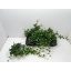 product/img.floraplaza.nl/HED13SHAM-LIVE_fotos-0xCA2FE948891E6BFE0B1A67E6512978F826E68219.jpg