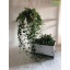 product/img.floraplaza.nl/HED19SHA-LIVE_fotos-0x104CD86B19D4C27A17DB88BED1E4FB0E4CA45AE7.jpg