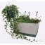 product/img.floraplaza.nl/HED19SHA-LIVE_fotos-0xB13224BDE5F8D7A5E3286033F700AB5AC65590F8.jpg