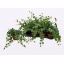 product/img.floraplaza.nl/HEDWON13-LIVE_fotos-0x4548A787A16E7FC31E7FD3A53F1A84DB4461A1DF.jpg