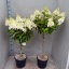 product/img.floraplaza.nl/HORPANI32-LIVE_fotos-0x71E82CCC94045E5AD3D01ED207FA8FE5699C9D81.jpg
