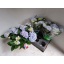 product/img.floraplaza.nl/HYDANKB15-LIVE_fotos-0x07EECED6D9321C7F25111048EB2D9F32AE0BD746.jpg