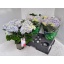 product/img.floraplaza.nl/HYDANKB15-LIVE_fotos-0xF9E842D1A32434550149EAD8EC5408D81818306E.jpg