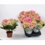 product/img.floraplaza.nl/HYDER510-LIVE_fotos-0x4D09A5A726101B9E694AEC4B024ACD6E724085C3.jpg