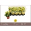 product/img.floraplaza.nl/KALDECY510-LIVE_fotos-0xB4D1A14393DEDCB07A0BDEB17AD322456ABBAEAE.jpg