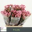 product/img.floraplaza.nl/KRALAD5-LIVE_fotos-0x78895798730F934802EDED0BAB0D48C5F4B4E9D4.jpg