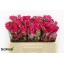 product/img.floraplaza.nl/KRALI5-LIVE_fotos-0x8F8C2D33BC2FD69085C0C2CC86AF9DE62DBAEA96.jpg