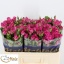 product/img.floraplaza.nl/KRALI5-LIVE_fotos-0xE517A583893618D0868FA6DB0BD5DD388BE5A5CA.jpg