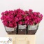 product/img.floraplaza.nl/KRALI6-LIVE_fotos-0x08B88D1DD4D67EE6F8343F90C20E982A44E166E5.jpg