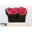 product/img.floraplaza.nl/KRALI6-LIVE_fotos-0xC040B64494865DB2B8BF2C49F0B56C37DEBE7E23.jpg