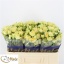 product/img.floraplaza.nl/KRBAN5-LIVE_fotos-0xA6584ECB3BDBB48B719A955DA0030B7AA5B38A22.jpg