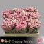 product/img.floraplaza.nl/KRCRET5-LIVE_fotos-0xB60ACC5CD2164E8455B14BF9BA5A84FE30A9F097.jpg