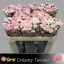 product/img.floraplaza.nl/KRCRET7-LIVE_fotos-0xC3137476DBC03CA58DD6598DC51BE714B7ABEDCF.jpg