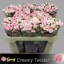 product/img.floraplaza.nl/KRCRET7-LIVE_fotos-0xE5AEE8A33EF75E167F0945FCDE41CF893CD6378F.jpg