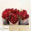 product/img.floraplaza.nl/KRDOM5-LIVE_fotos-0xA849CA5A547CFCA46F9C19CCD416B5132774A8C0.jpg