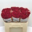 product/img.floraplaza.nl/KRDOM5-LIVE_fotos-0xBE672AB4E5B2BE6634CDE7395EEA3143A8BE7072.jpg