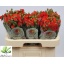 product/img.floraplaza.nl/KREARF6-LIVE_fotos-0xD89B318FDB96EF6071F41970F1907E0D1CAB16BD.jpg
