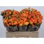 product/img.floraplaza.nl/KREYEL5-LIVE_fotos-0x741D89C65EACEA67A4D5AB8AD56FCE044EEFBEC3.jpg