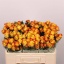 product/img.floraplaza.nl/KREYEL5-LIVE_fotos-0xE199C20901548587FFD7C3D076B3BD5CD1D5DA51.jpg