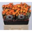 product/img.floraplaza.nl/KREYEL6-LIVE_fotos-0x8E6EE04F6DBAC35BC9CE381A16D71B0ED8A7B9A7.jpg