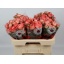 product/img.floraplaza.nl/KRFAIF6-LIVE_fotos-0xA3AD1033459D1C34DD7B0E76FB95F4AF5BE87EE4.jpg