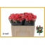 product/img.floraplaza.nl/KRFIRE5-LIVE_fotos-0x359B112DBD10FFEE2B97C768124C6186EF394AEF.jpg